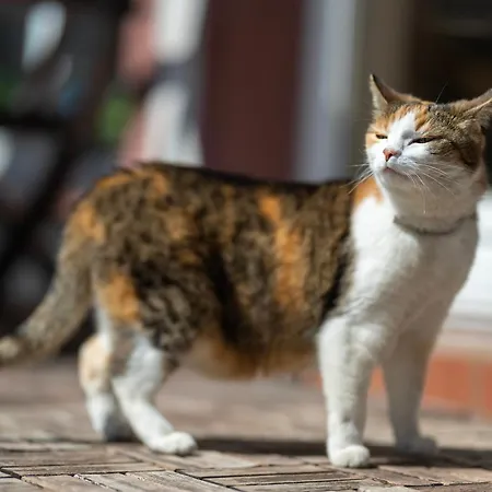 Gosciniec Adam 3* 斯克拉斯卡波伦巴