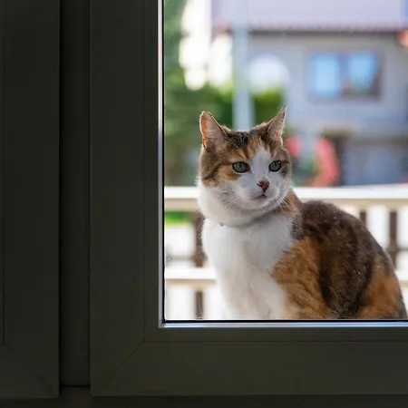 Gosciniec Adam 招待所 3*